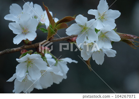 裝飾娃娃節的鮮花 104267071