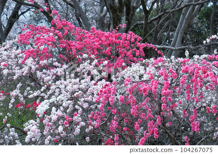 Flowers to decorate the Doll's Festival 104267075