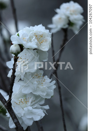 Flowers to decorate the Doll's Festival 104267097