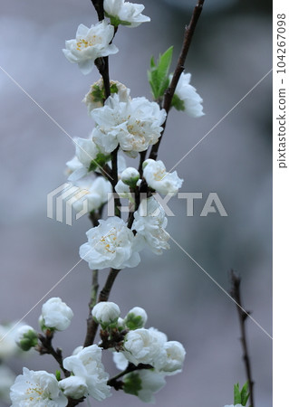 Flowers to decorate the Doll's Festival 104267098