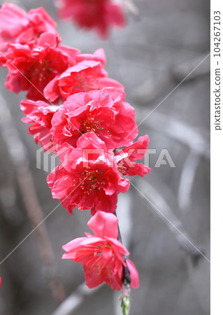 Flowers to decorate the Doll's Festival 104267103