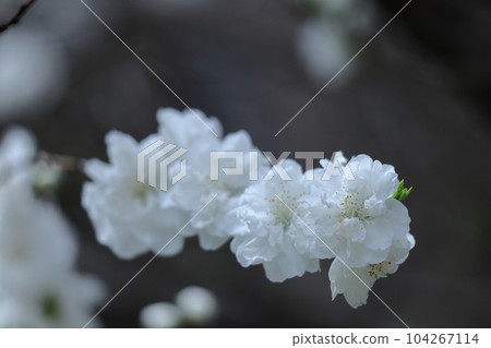 裝飾娃娃節的鮮花 裝飾娃娃節的鮮花 104267114