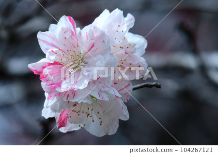 Flowers to decorate the Doll's Festival Flowers to decorate the Doll's Festival 104267121