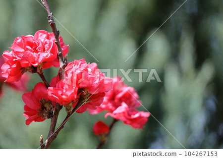 裝飾娃娃節的鮮花 104267153