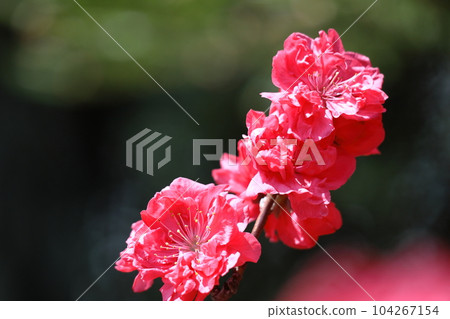 裝飾娃娃節的鮮花 104267154