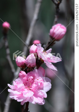 Flowers to decorate the Doll's Festival 104267157