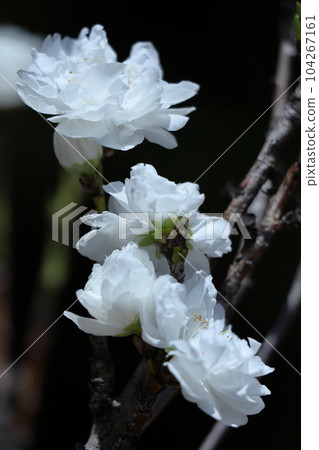 Flowers to decorate the Doll's Festival 104267161
