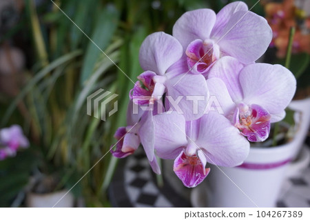 淡粉色蝴蝶蘭 淡粉色蝴蝶蘭 104267389