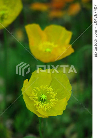 花園的一側 花園的一側 104267407