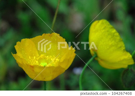 花園的一側 花園的一側 104267408
