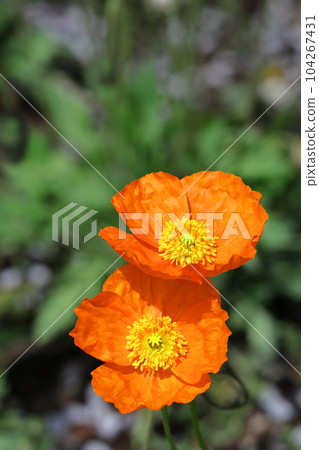 One side of a flower garden One side of a flower garden 104267431