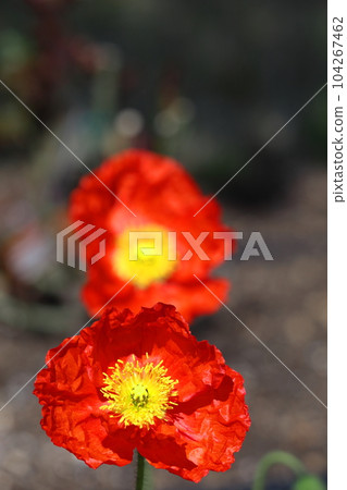 花園的一側 花園的一側 104267462