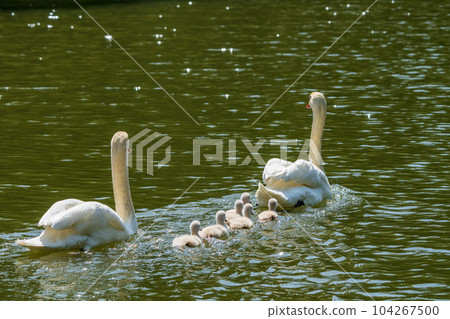 疣鼻天鵝可愛的小雞，養育孩子 104267500
