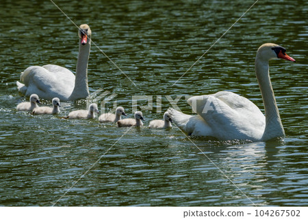 疣鼻天鵝可愛的小雞，養育孩子 104267502