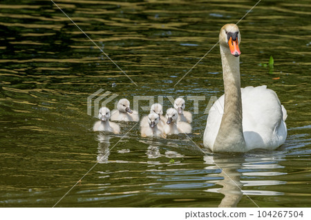 Mute swan cute chicks, parenting Mute swan cute chicks, parenting 104267504