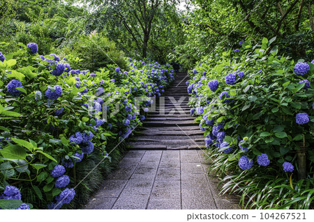Kamakura City Meigetsu-in temple gate hydrangea Kamakura City Meigetsu-in temple gate hydrangea 104267521
