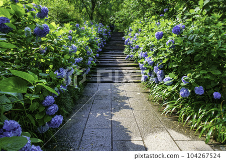 鎌倉市明月院門繡球花 鎌倉市明月院門繡球花 104267524