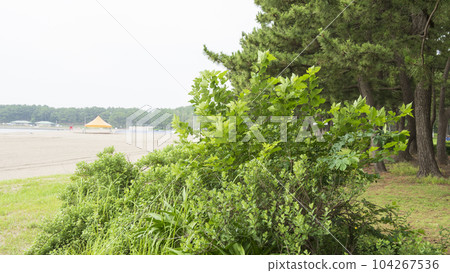 beach park 104267536