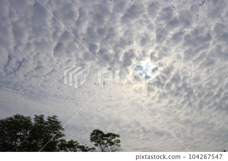 Cloudy sky altocumulus sun tree 104267547