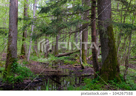 Rich deciduous forest with flowing water among old alder trees 104267588