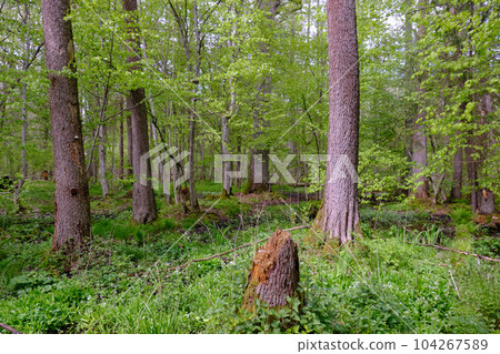 Rich deciduous forest with old alder trees 104267589