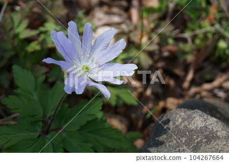 Chrysanthemums 104267664