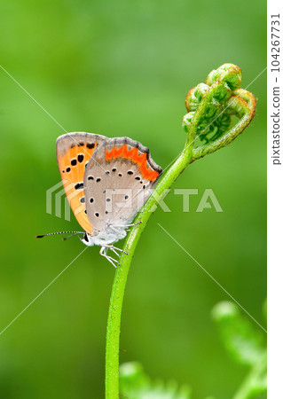 Familiar and cute butterflies seen in parks and thickets 104267731