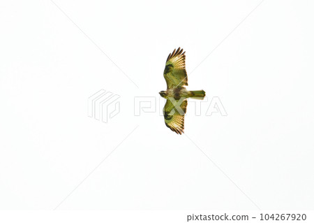 Buzzards, familiar hawk companions found in highlands and grasslands 104267920