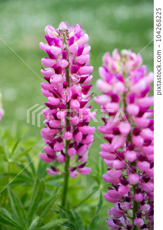 Pink lupins summer blooming flowers, in the garden in sunshine Pink lupins summer blooming flowers, in the garden in sunshine 104268225