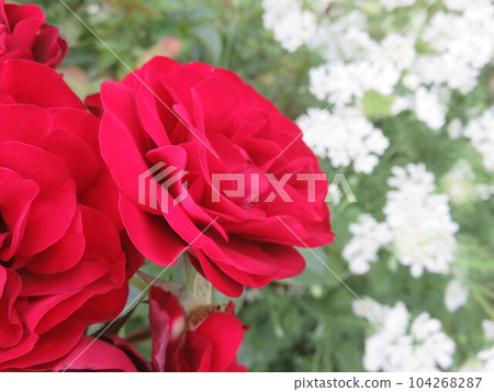 Red rose flower and pure white coriander flower 104268287