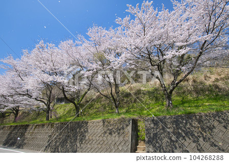 [Doshi Village, Yamanashi Prefecture] Sakura of Doushi Michi 104268288