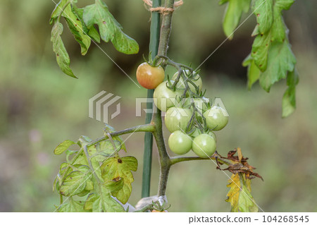 Mini tomatoes grown in a vegetable garden planter Mini tomatoes grown in a vegetable garden planter 104268545