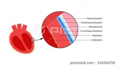 Heart wall anatomy Heart wall anatomy 104268700