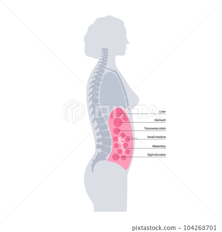 Abdominal cavity anatomy Abdominal cavity anatomy 104268701