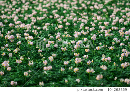 Potato field Potato field 104268869