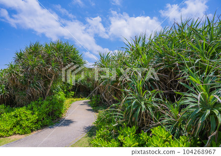 Okinawa Kudaka Island Island of the Gods, an island road where nature remains Okinawa Kudaka Island Island of the Gods, an island road where nature remains 104268967