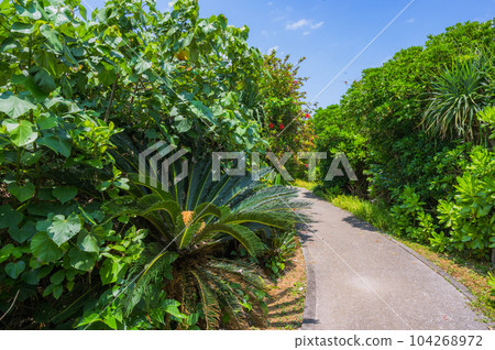 Okinawa Kudaka Island Island of the Gods, an island road where nature remains 104268972