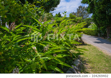 Okinawa Kudaka Island God's Island, Island Buildings 104269402