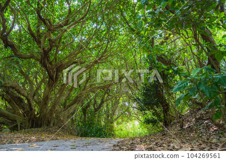 Okinawa Kudaka Island Island of the Gods, an island road where nature remains Okinawa Kudaka Island Island of the Gods, an island road where nature remains 104269561