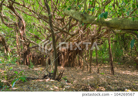 Okinawa Kudaka Island Island of the Gods, an island road where nature remains Okinawa Kudaka Island Island of the Gods, an island road where nature remains 104269567