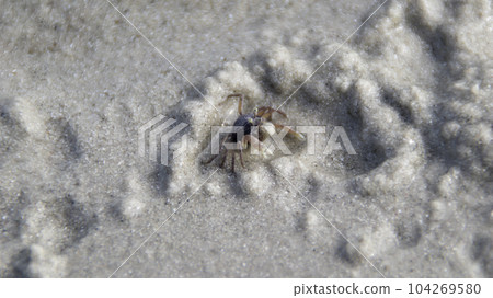 Ocypode quadrata or Atlantic ghost crab or sand crab on the beach lives in burrows in sand above the strandline. 104269580