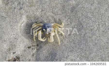 Ocypode quadrata or Atlantic ghost crab or sand crab on the beach lives in burrows in sand above the strandline. 104269581