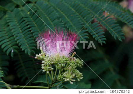 Nemu's flower 104270242