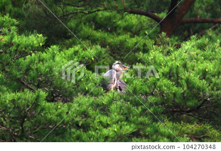 Gray heron chick birth 104270348