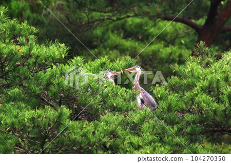 Gray heron chick birth Gray heron chick birth 104270350
