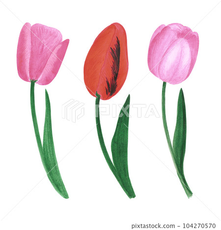 Hand drawn watercolor pink and red tulips on white background. Can be used for Scrapbook, post card, textile, invitation, album. 104270570