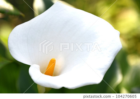 Pure white color spathe copy space 104270605