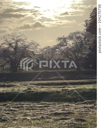 Morning glow and cherry blossoms 104270796