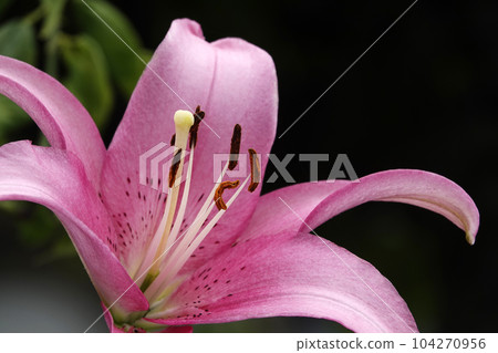 Pink lily flowers blooming in June 104270956
