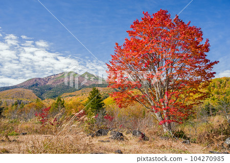 Autumn in Norikura Kogen [Large maple in Ichinose Park] 104270985